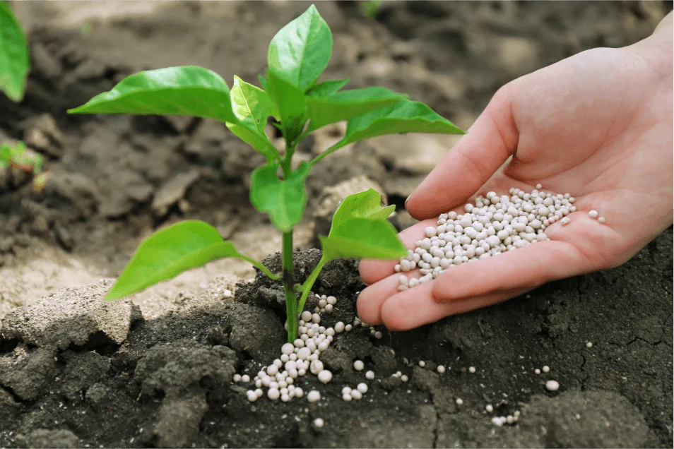 Fertilizantes: A Dependência Invisível Que Afeta o Preço da Comida